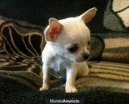 vendo chihuahuas toys