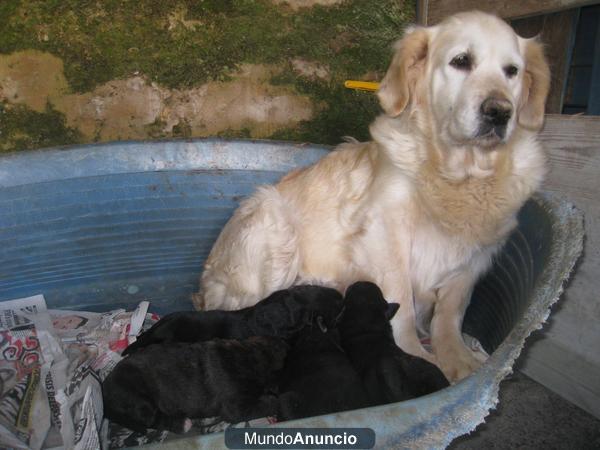 Cachorros de madre Golden y padre labrador preciosos,cariñosos obedientes