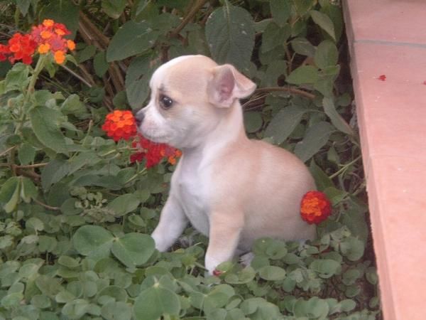 Chihuahuas nacionales de gran calidad con pedigree