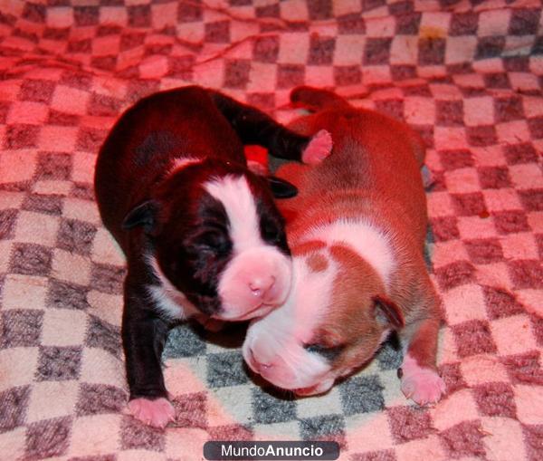 ESPECTACULAR CAMADA AMERICAN STAFFORDSHIRE TERRIER