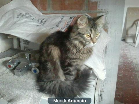 gatos maine coone