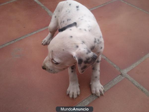 OFERTA DE CACHORRITAS DE DALMATA