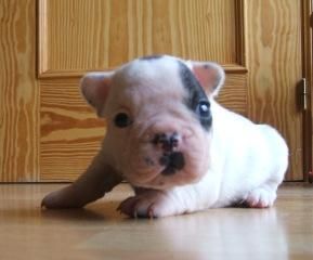 Preciosa camada de BULLDOG FRANCES