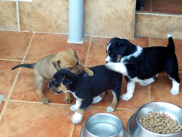 Regalo cachorros de pastor cruzado (Málaga)