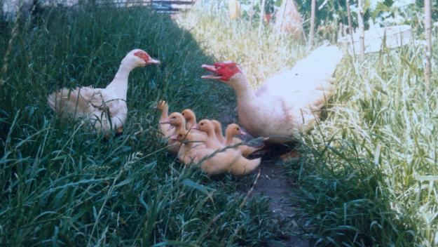 Vendo patos mudos, ocas, palomas calzadas (y compro o cambio cochinchinas)