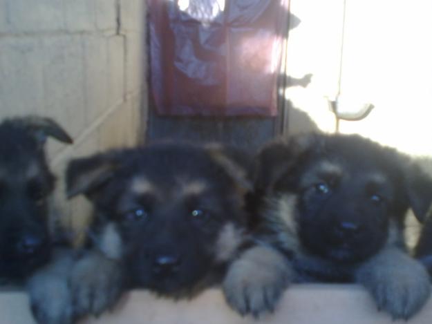 Cachorros Pastor Alemán