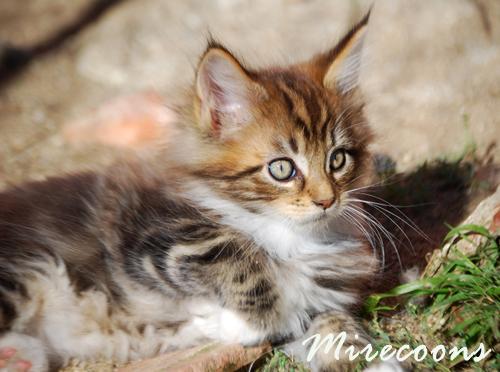 Maine Coon de Mirecoons