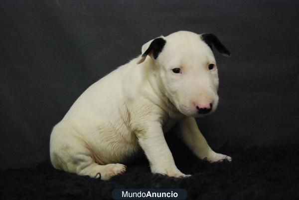 perritos de bull terrier miniatura