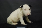 perritos de bull terrier miniatura - mejor precio | unprecio.es