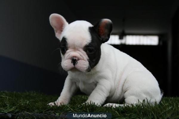 regalo,camada de bulldog frances