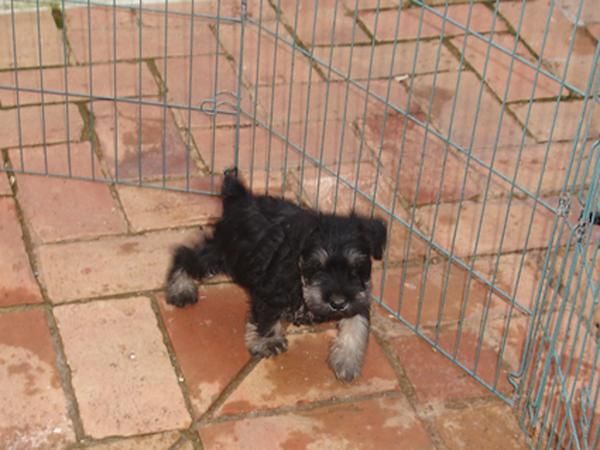 Schnauzer mini negro-plata