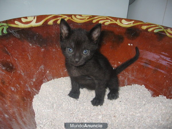 SE REGALAN GATITOS DE 8 SEMANAS MUY CARIÑOSOS