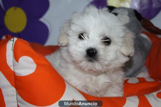 Vendo camada de Bichon Máltes, preciosos