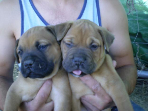 bullmastiff