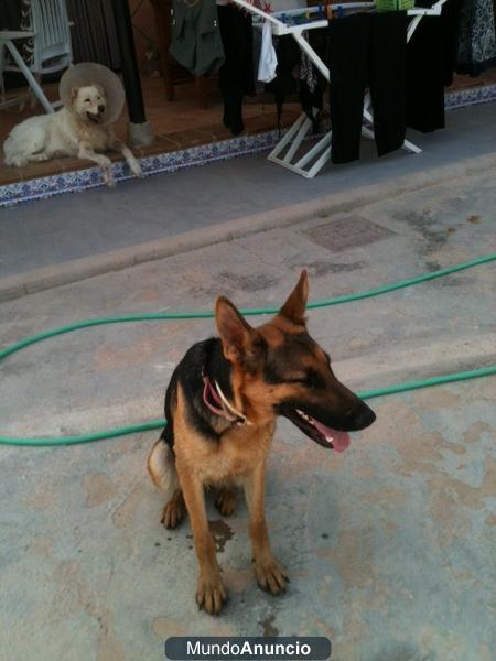 Cachorra Pastora Alemana, necesita un nuevo hogar!!!