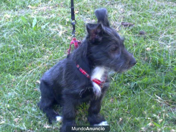 Cachorro mestizo adopcion