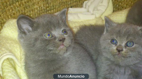 GATITOS BRITIHS SHORTHAIR