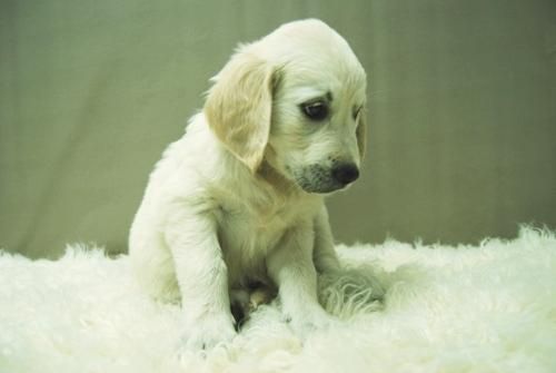 Golden Retriever ... Cachorros Listos para entregar