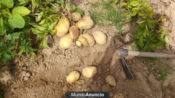 PATATAS DEL VALLE DE VALDELUCIO