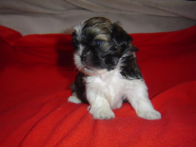 vendo 3 cachorros shih tzu