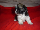 vendo 3 cachorros shih tzu - mejor precio | unprecio.es