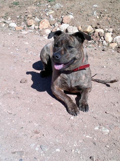 vendo cachorros mestizos de american stanford y bullterier