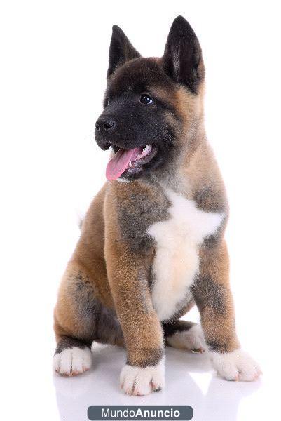 10 semanas de edad de raza akita inu cachorros