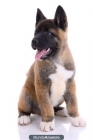 10 semanas de edad de raza akita inu cachorros - mejor precio | unprecio.es