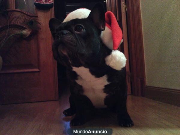 BULLDOG FRANCES BUSCA NOVIA