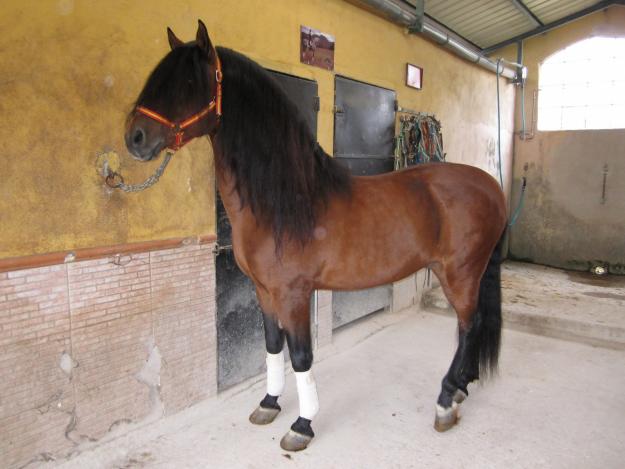 Caballo castaño entero, ideal para romerias