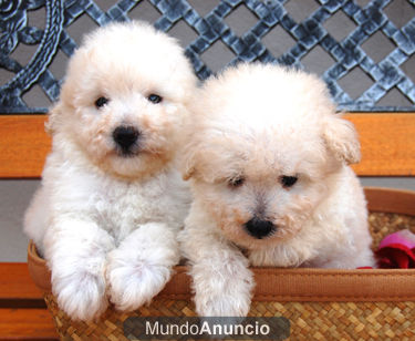 Caniche Toy  Cachorritos  Hotelcan  Seriedad