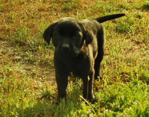 Labrador Retriever , cachorros de calidad inscritos en Loe , 390 euros