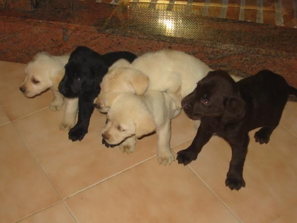 Labradores retriever,cachorros,dorados,negros y chocolate.Venta.