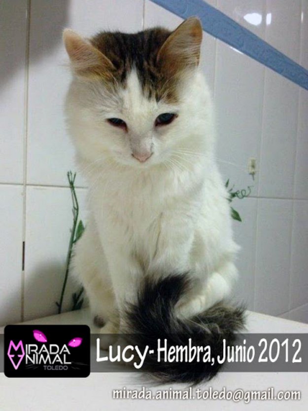 Lucy, preciosisima gatita en adopcion