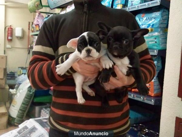 magnificos bulldog frances, buen precio