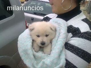 OFERTON!! SAMOYEDO 150 !!697604897