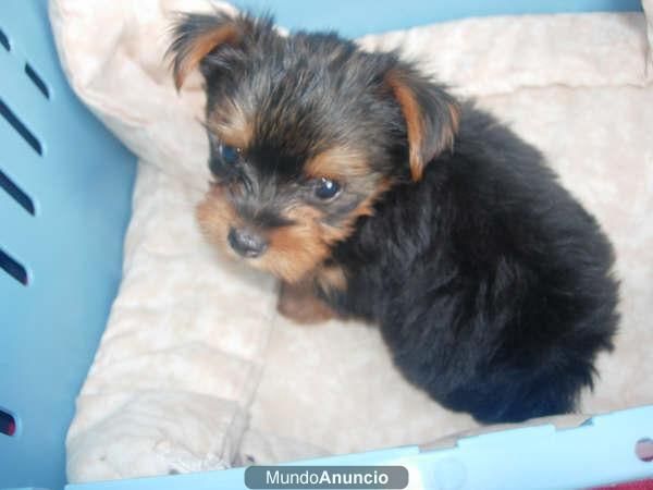 precioso cachorrin de yorky ,buena linea 450 eur