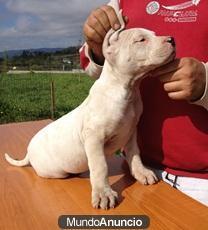 Preciosos cachorros de Dogo Argentino