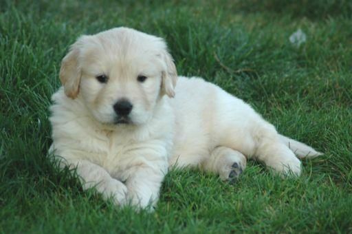 Proxima camada de Golden Retriever