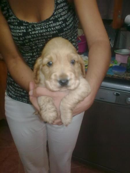 venta de cocker spaniel ingles