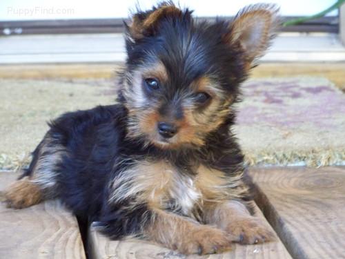 Yorkshire terrier cachorros