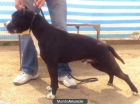 American Staffordshire Semental (EN VENTA) - mejor precio | unprecio.es