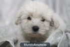 Bichon Maltes macho - mejor precio | unprecio.es