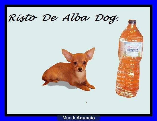 Cachorro chihuahua