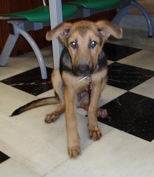 CACHORRO CRUCE PASTOR ALEMAN EN ADOPCION