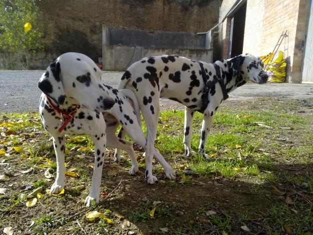 cachorro dalmata