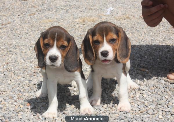 Cachorros Beagle 250€