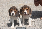 Cachorros Beagle 250€ - mejor precio | unprecio.es