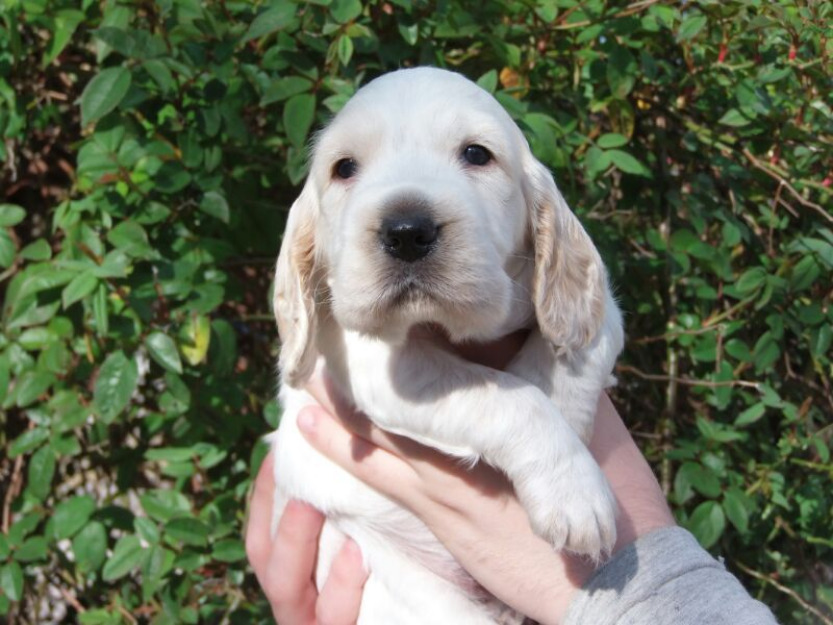 cachorros cocker spaniel ingles