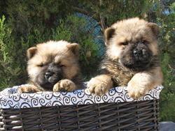 CACHORROS DE  CHOW CHOW  DE DOS MESES.  290€